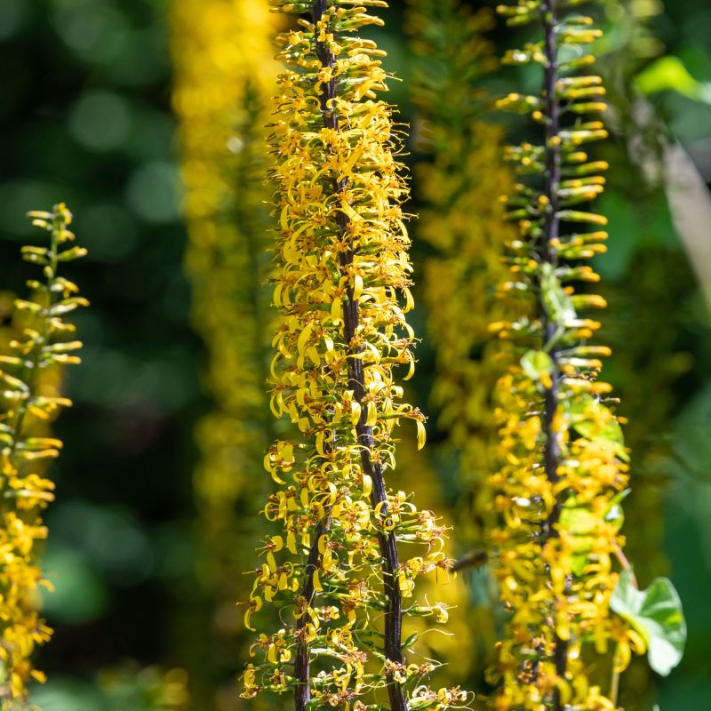 Ligularia Przewalskii Perennial Hero