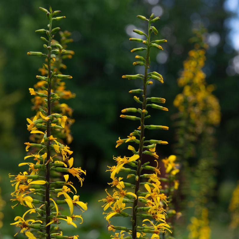 Ligularia Stenocephala Little Rocket Perennial Hero