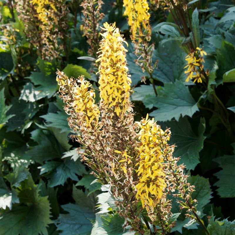 Ligularia The Rocket Perennial Hero