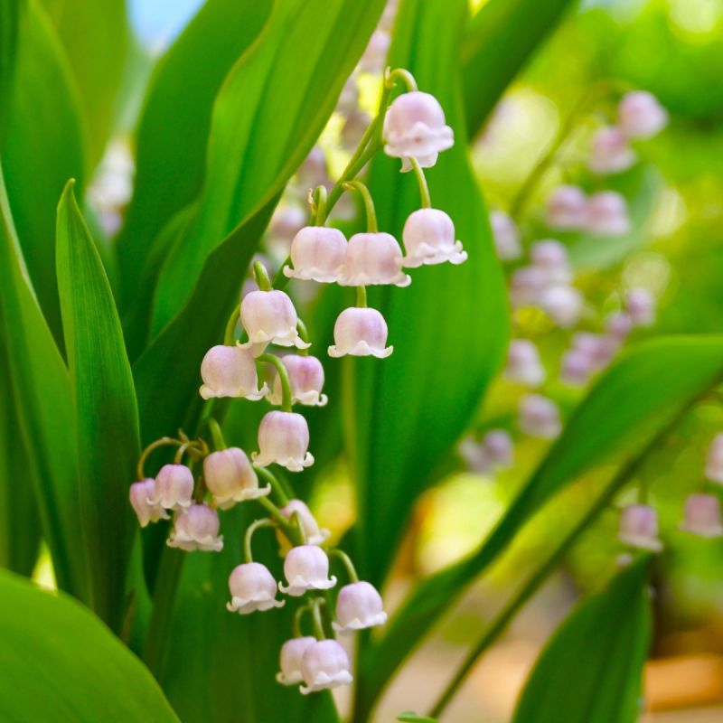 Convallaria major 'Rosea' - 9cm Pot hero
