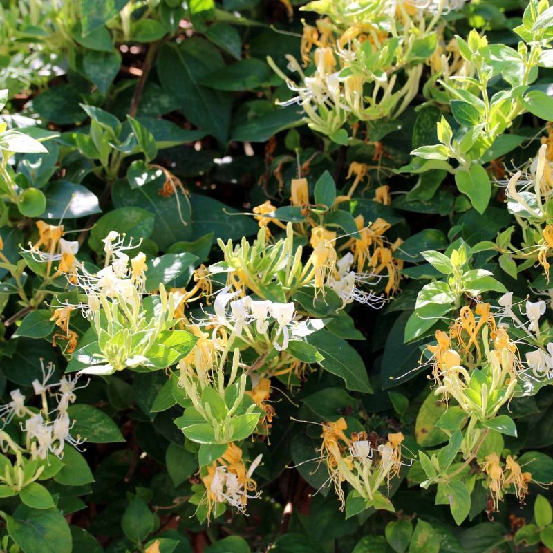 Lonicera Henryi Copper Beauty 3LD - 3L Pot hero