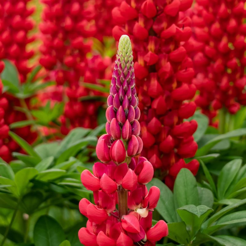Lupin Beefeater - 5L Pot single