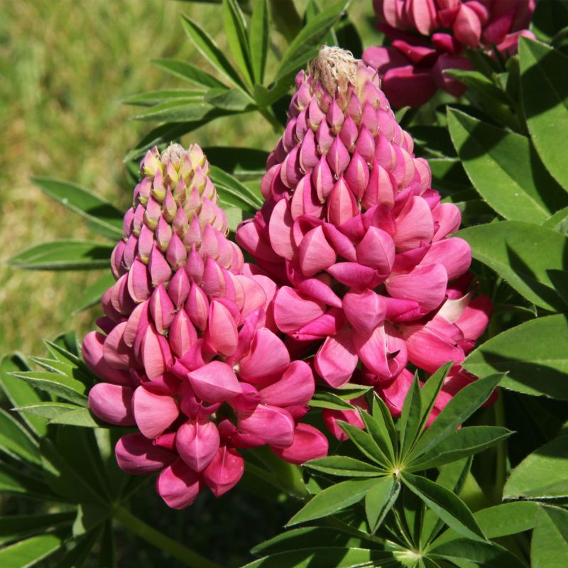 Lupinus Gallery Pink Perennial Hero