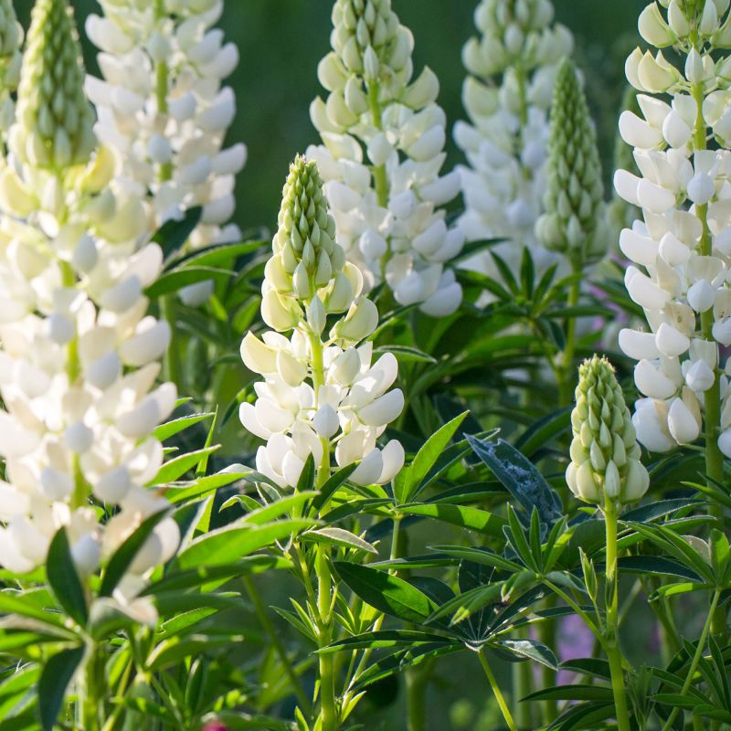 Lupinus Gallery White Perennial Hero