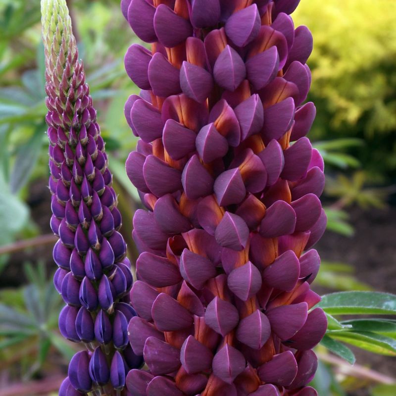 Lupinus Masterpiece - 3L Pot hero
