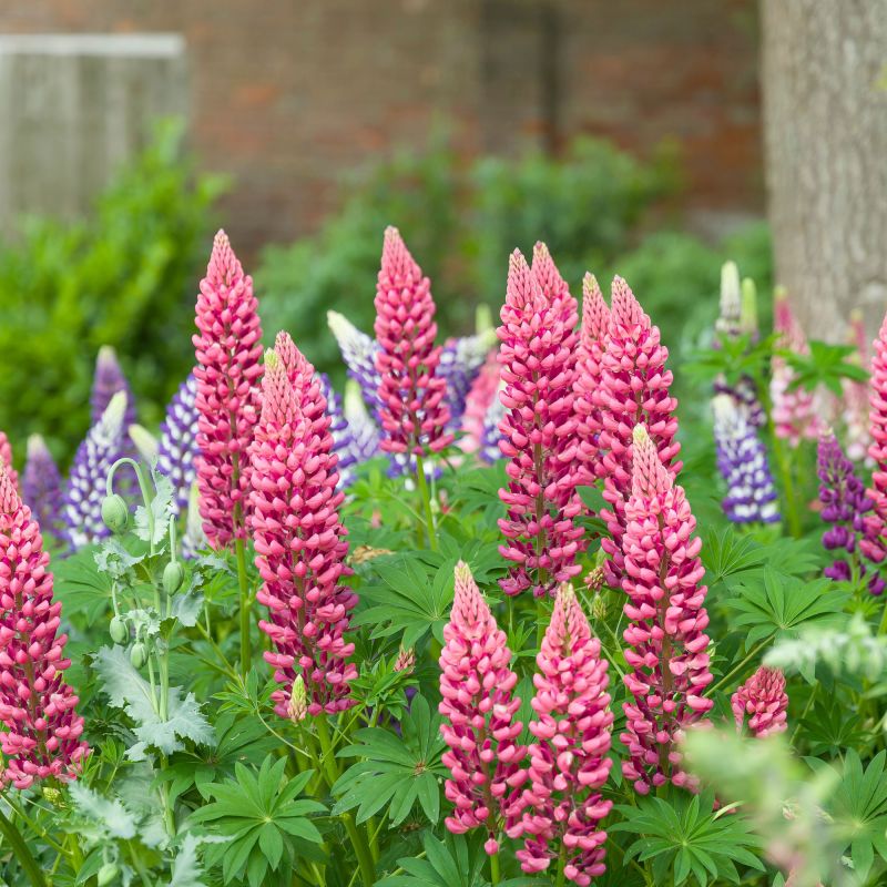 Lupinus Minarette Perennial Hero