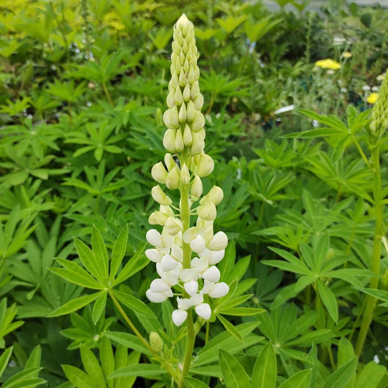Lupinus Noble Maiden Perennial Hero