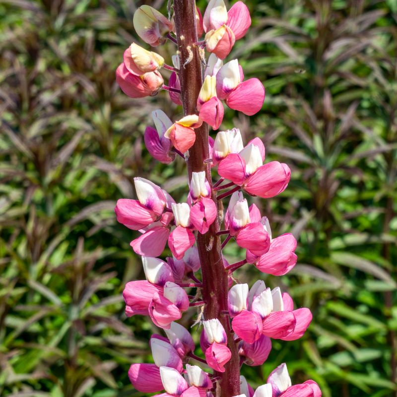 Lupinus The Chatelaine Perennial Hero