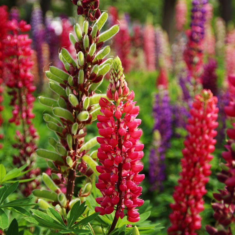 Lupinus The Pages Perennial Hero