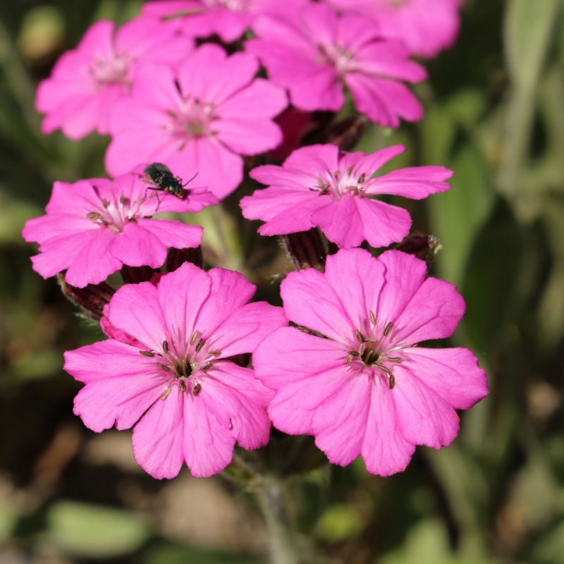 Lychnis Alpina Perennial Hero