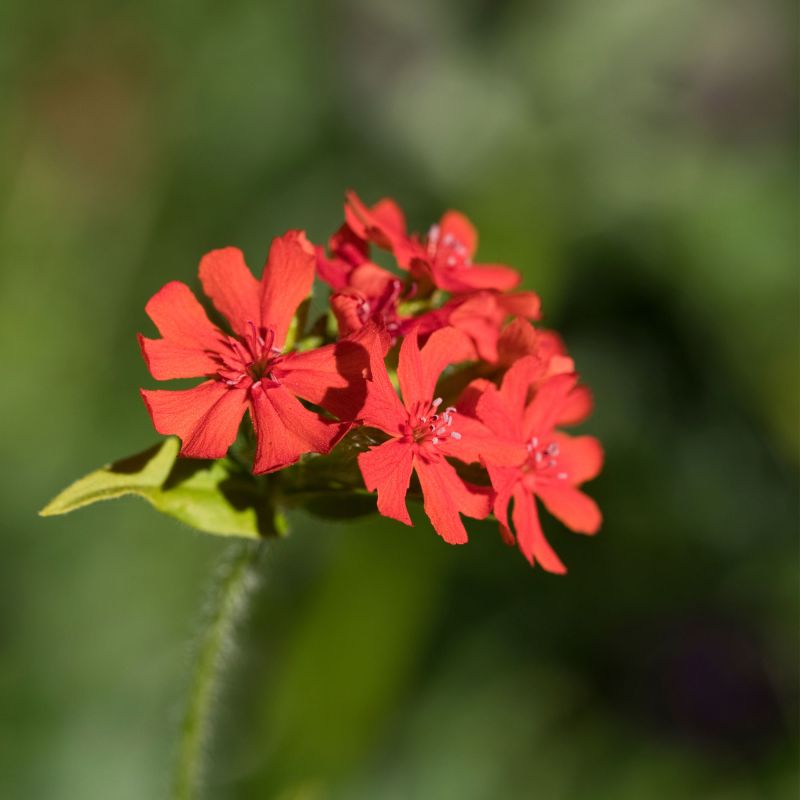 Lychnis Arkwrightii Vesuvius Perennial Hero