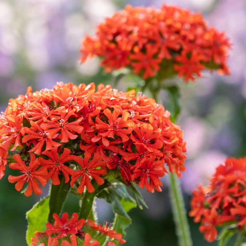 Lychnis Chalcedonica Perennial Hero