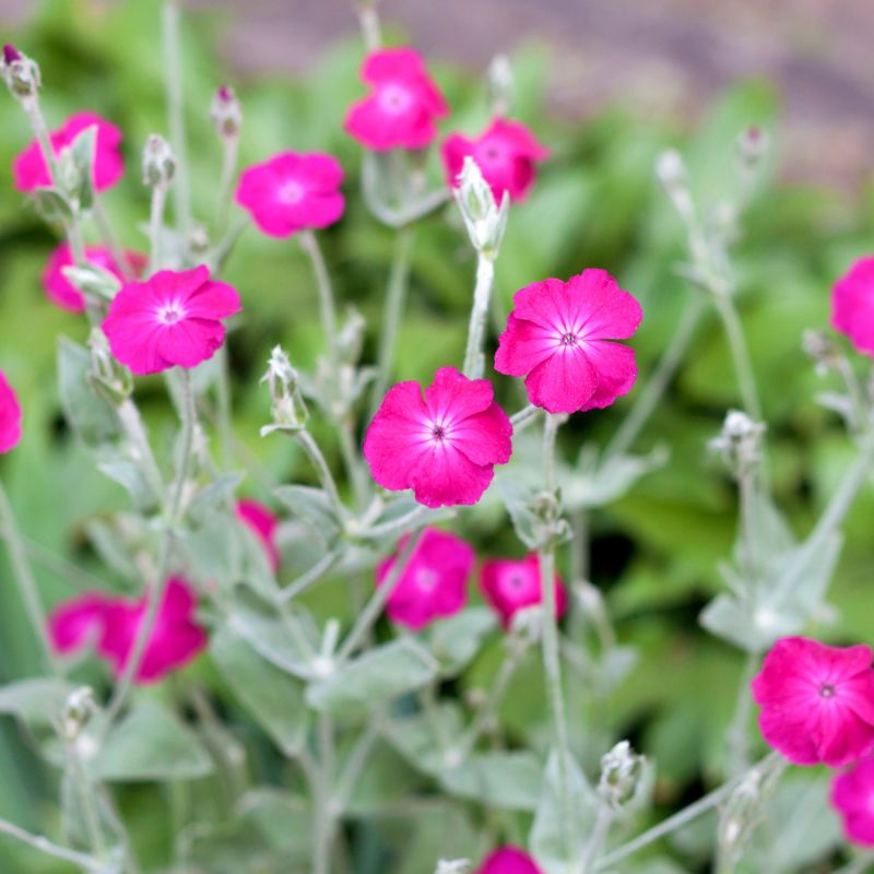 Lychnis Coronaria Perennial Hero