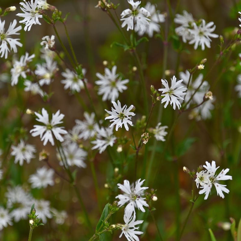 Lychnis Flos Cuculi Alba Perennial Hero