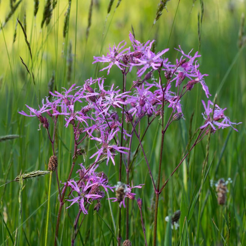 Lychnis Flos Cuculi Nana Perennial Hero