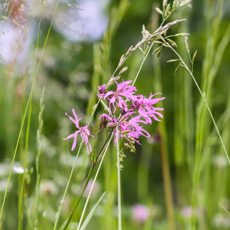 Lychnis Flos Cuculi Perennial Hero
