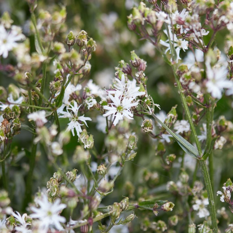 Lychnis Flos Cuculi White Robin Perennial Hero