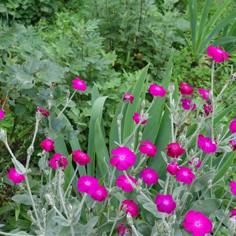 Lychnis Hill Grounds Perennial Hero