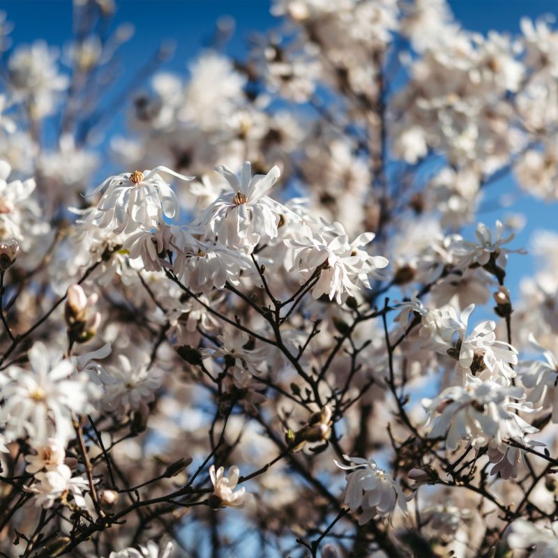 Magnolia Stellata Shrub Hero