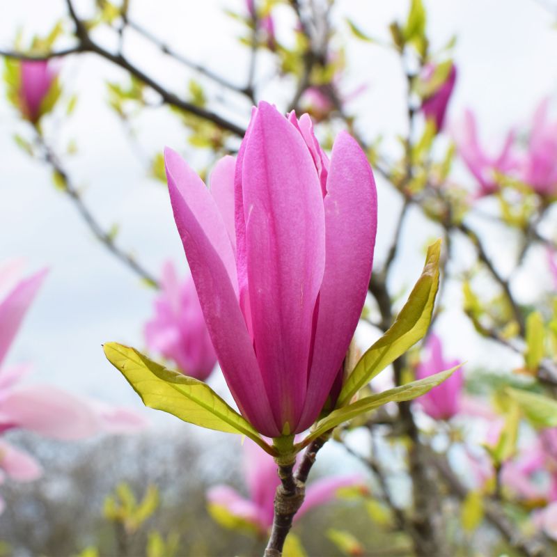 Magnolia Susan Shrub Hero