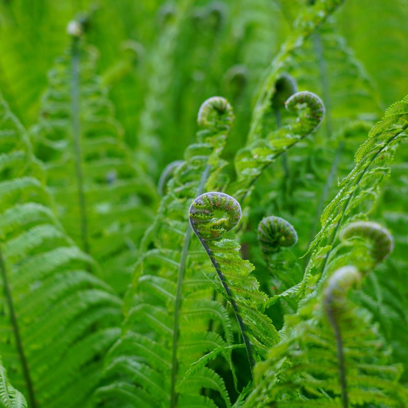 Matteuccia Struthiopteris Fern Hero