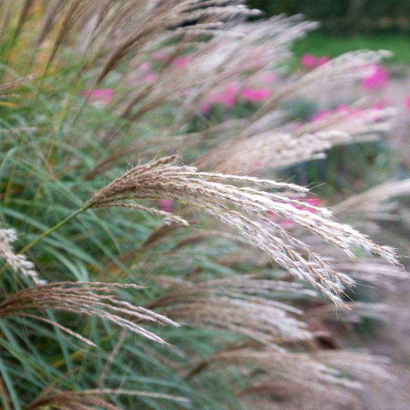 Miscanthus Gnome Perennial Hero