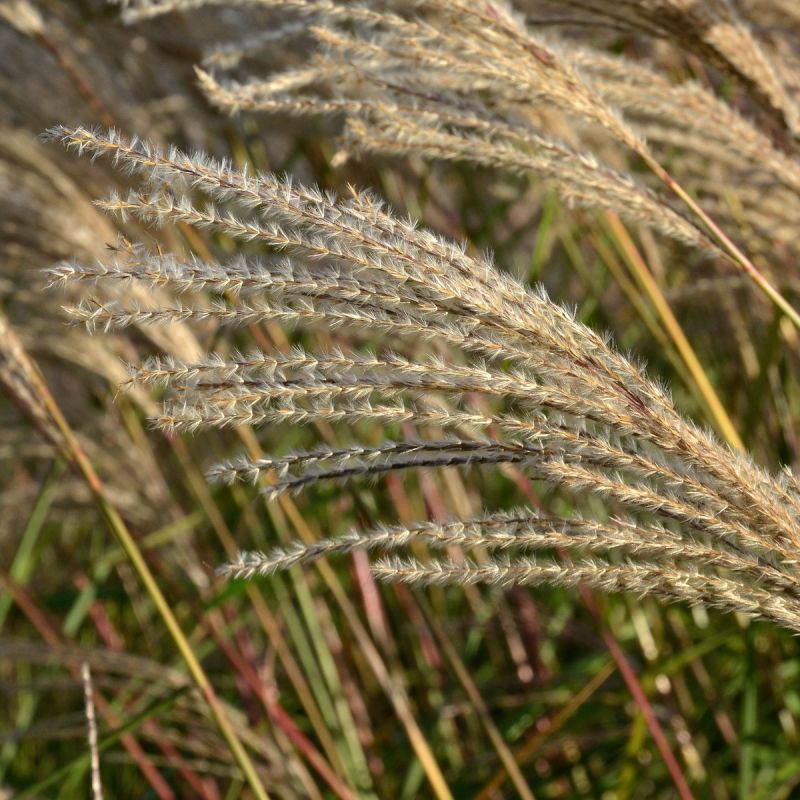 Miscanthus sinensis 'Malepartus' grass hero