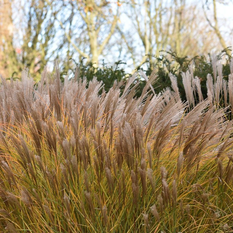 Miscanthus sinensis 'Malepartus' lifestyle