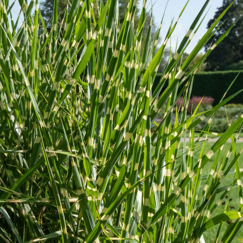 Miscanthus Strictus Perennial Hero