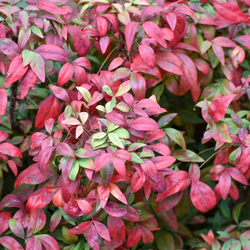 nandina-dom-pink-flamingo-shrub-hero