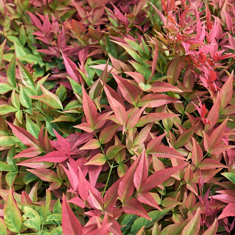 Nandina Domestica Flirt Shrub Hero