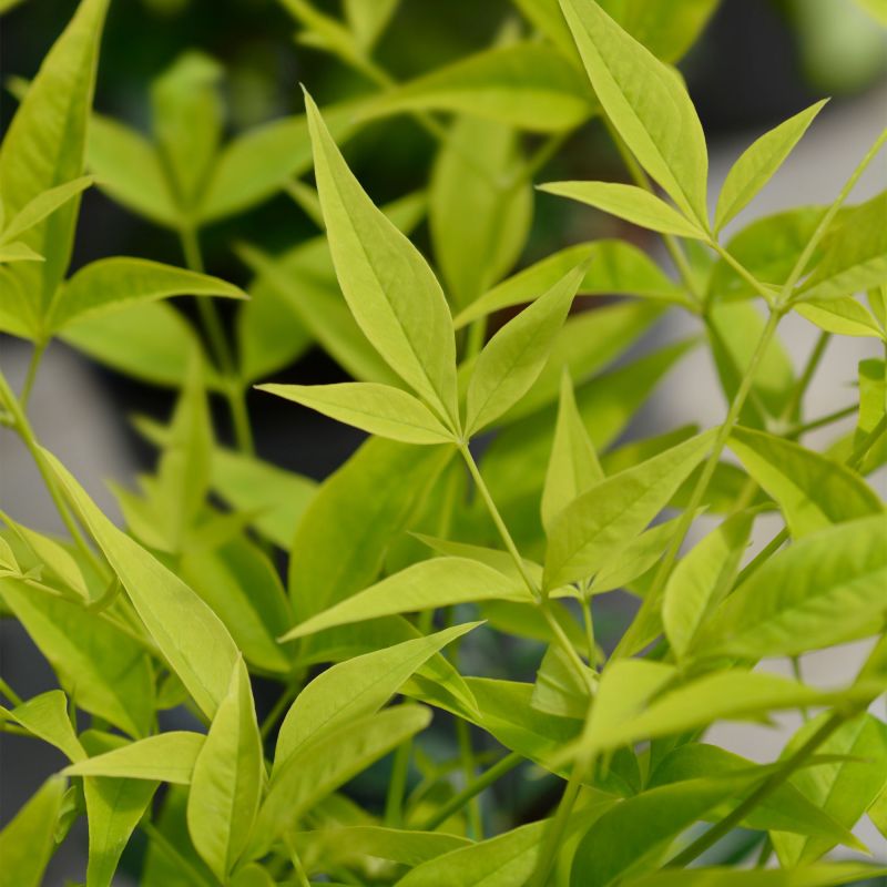 Nandina Domestica Lemon And Lime Shrub Hero