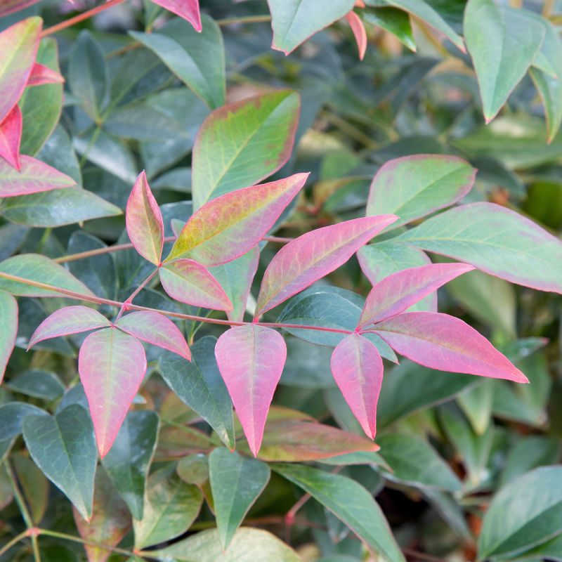Nandina Domestica Obsessed Hero