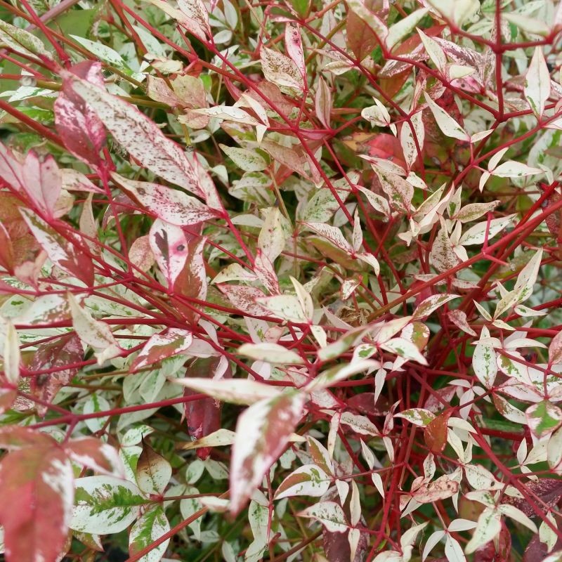 Nandina Domestica Twilight Shrub Hero