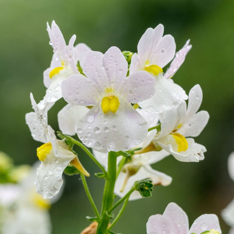 Nemesia Wisley Vanilla - 2L Pot shrub hero
