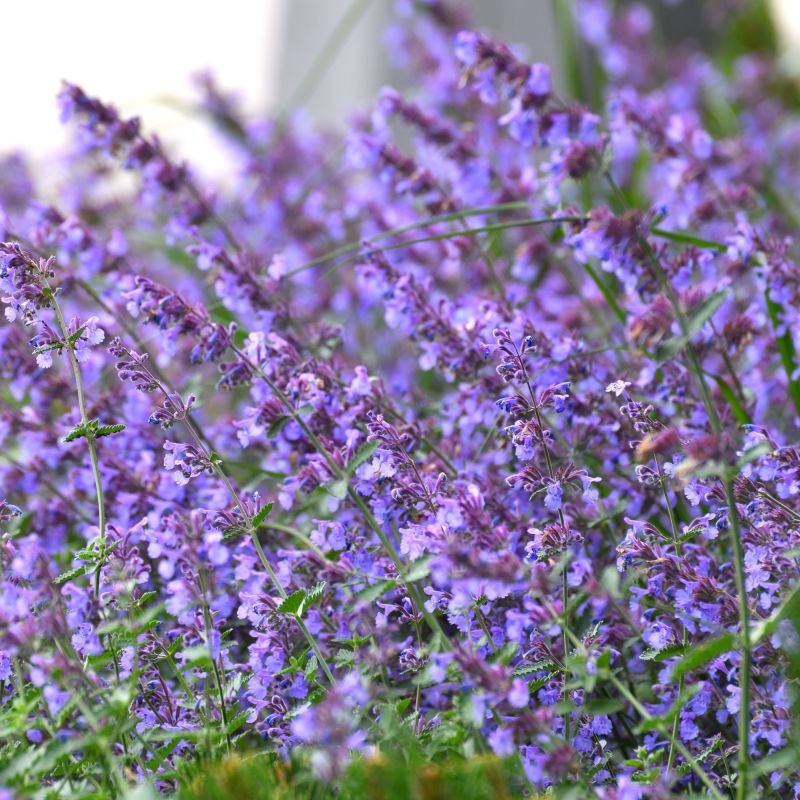 Nepeta Faassenii Junior Walker Perennial Hero