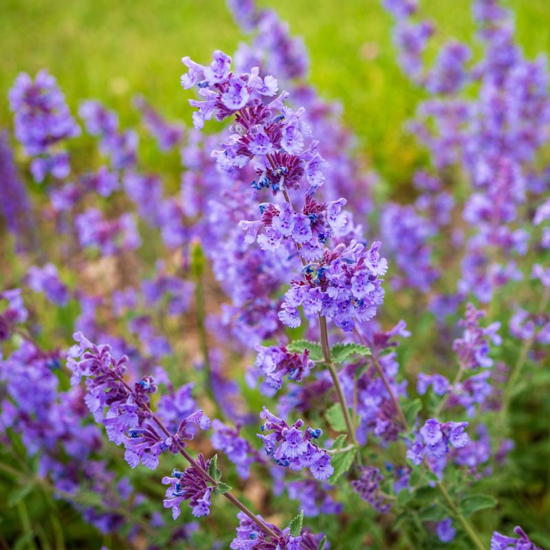 Nepeta Faassenii Kit Cat Perennial Hero