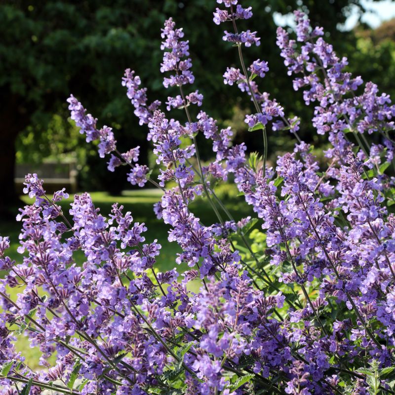 Nepeta Faassenii Perennial Hero
