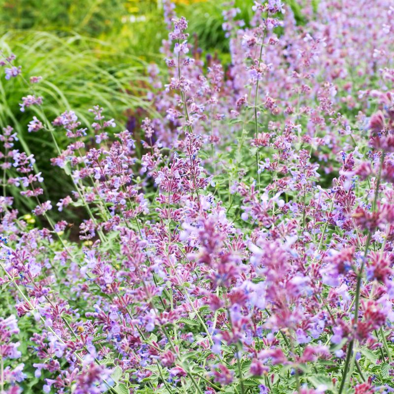 Nepeta Faassenii Pink Cat Perennial Hero