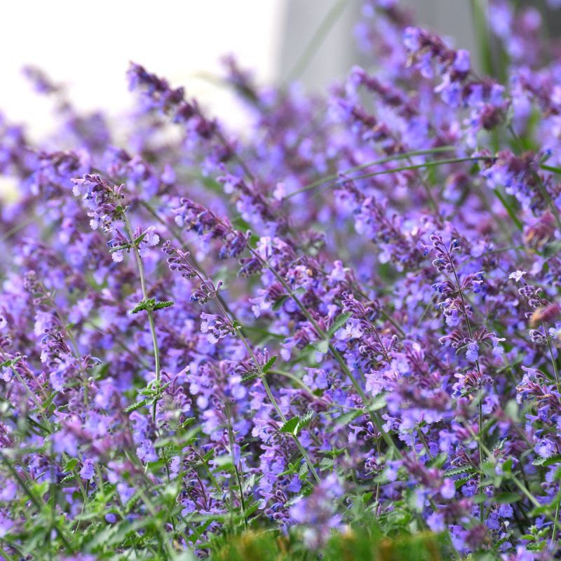 Nepeta Faassenii Six Hills Giant Perennial Group
