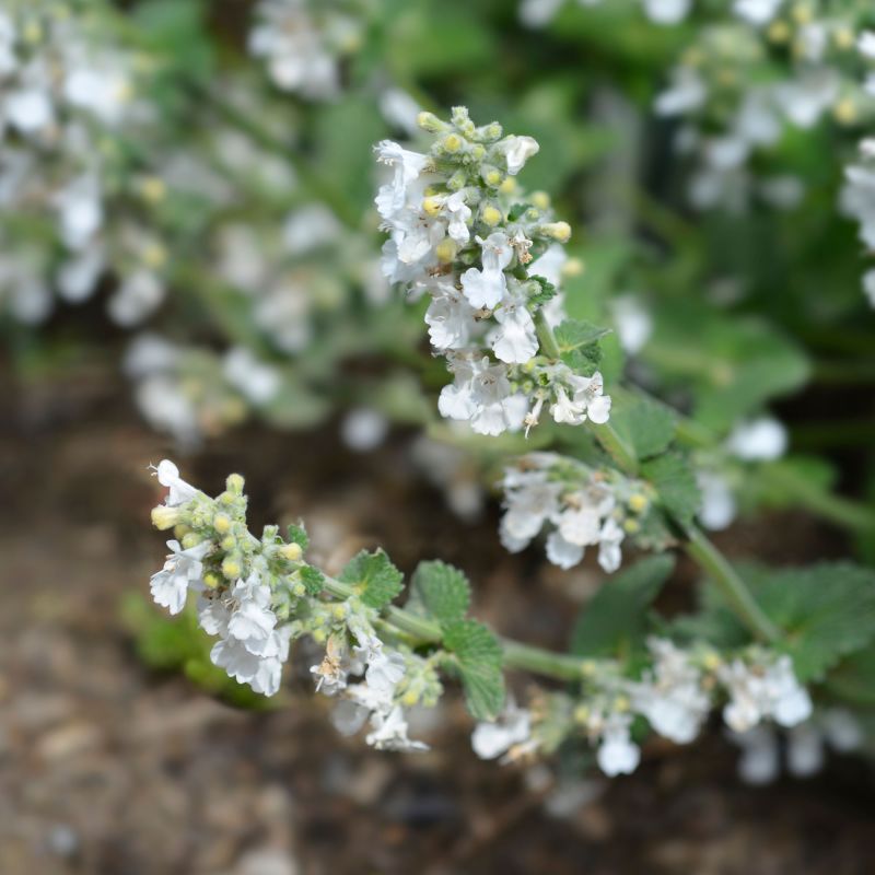 Nepeta Faassenii Snowflake Perennial Hero
