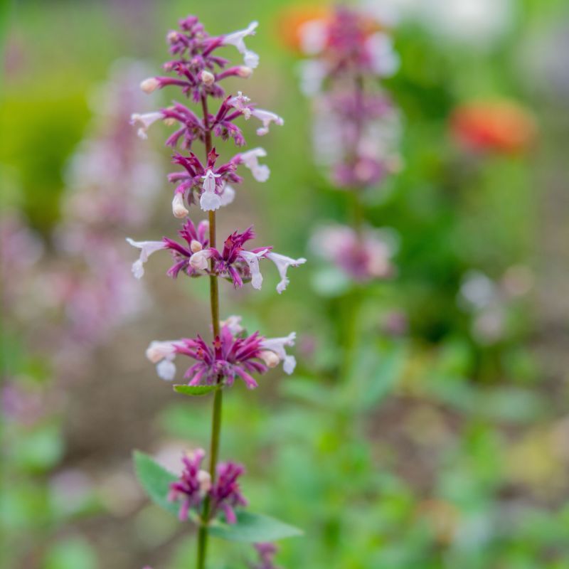 Nepeta Florina Perennial Hero