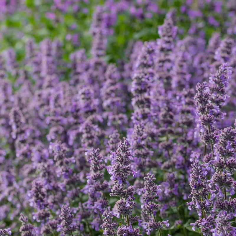 Nepeta Grandiflora Summer Magic Perennial Hero