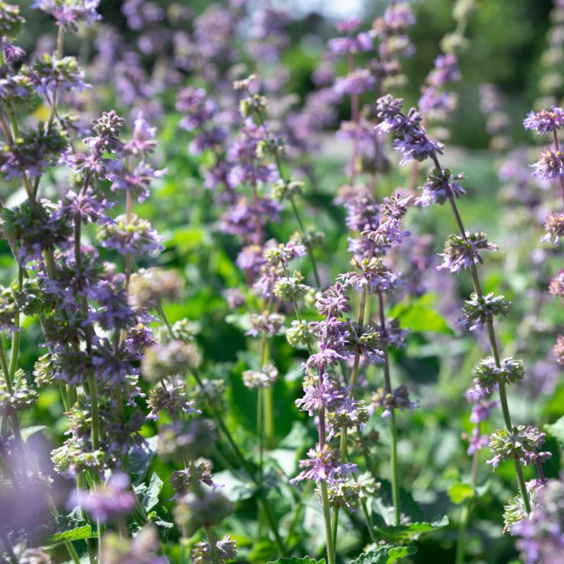 Nepeta Grandiflora Veluws Blauwtje Perennial Hero