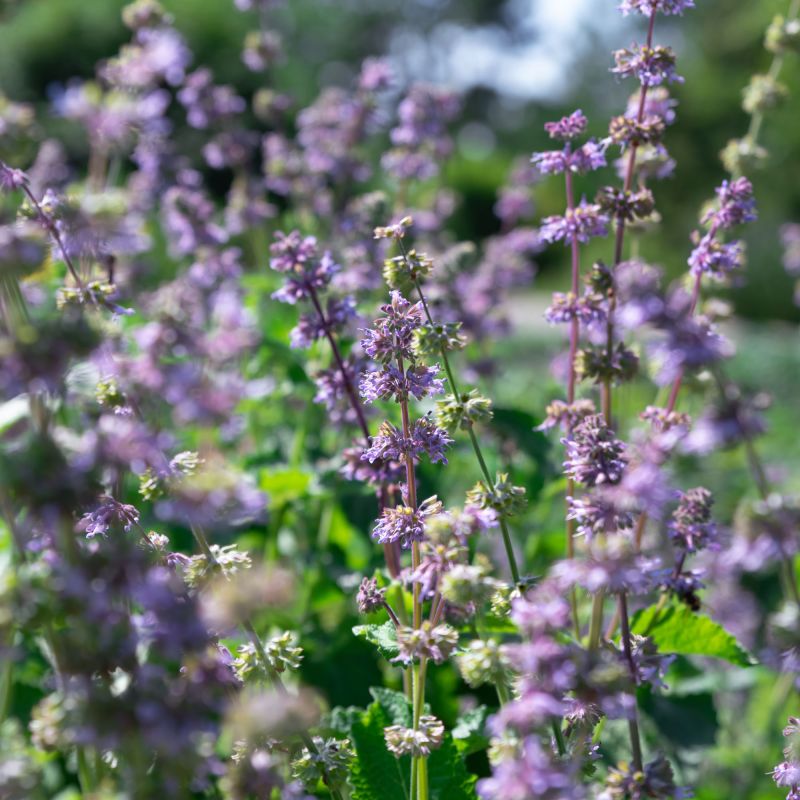 Nepeta Grandiflora Wild Cat Perennial Hero