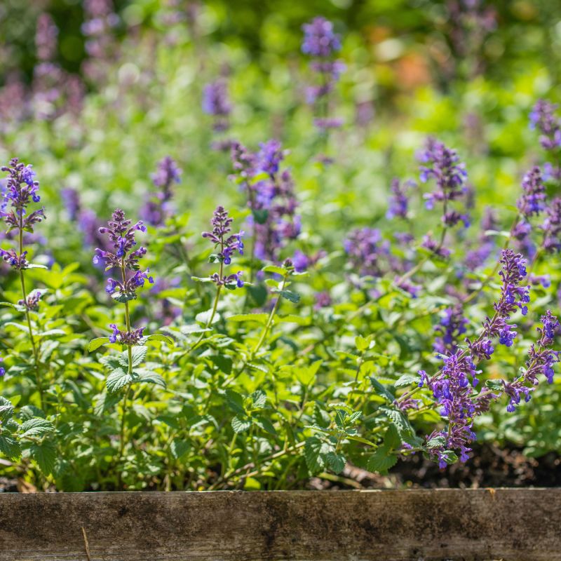Nepeta Hill Grounds Perennial Hero