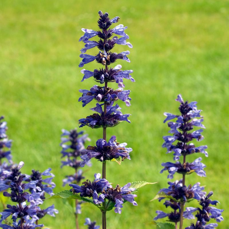 Nepeta Kubanica Perennial Hero