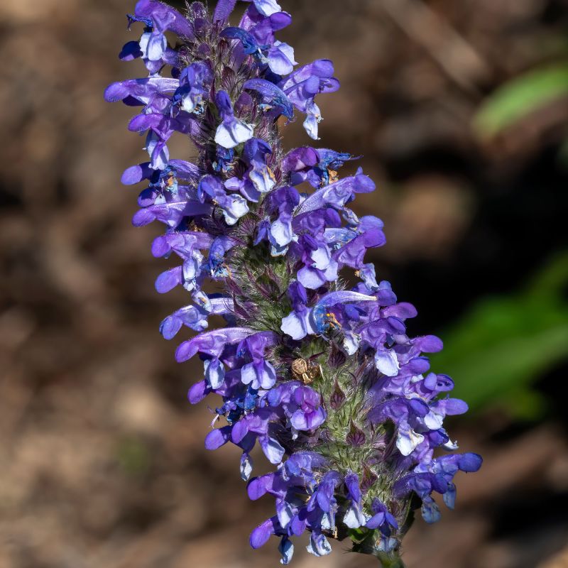 Nepeta Nervosa Blue Moon Perennial Hero