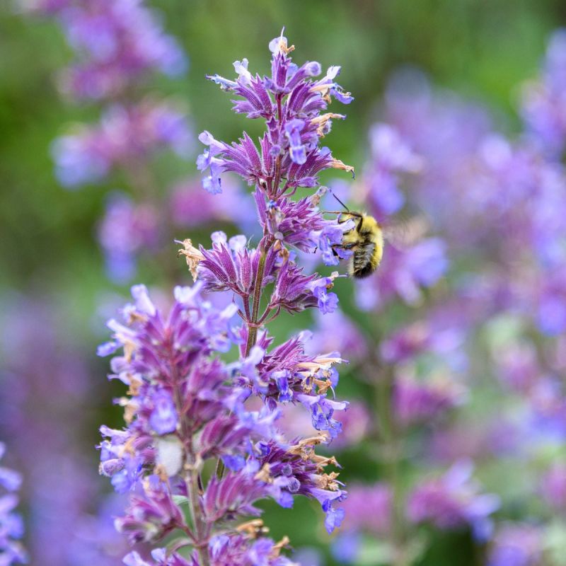 Nepeta faassenii 'Grol' - 9cm Pot Hero