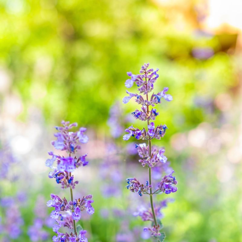 Nepeta Racemosa Grog Perennial Hero